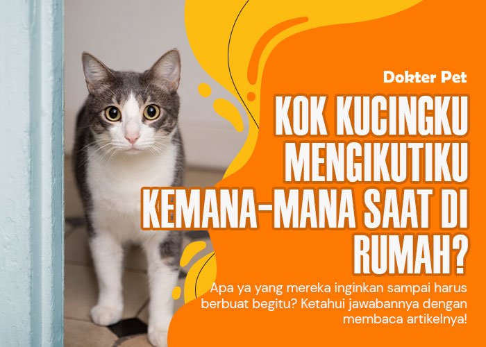 Kok kucing mengikuti kita terus ya? Ada apa sebenarnya?