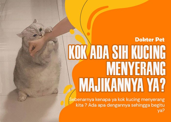 Dunia Terbalik: Saat Kucing Menyerang Majikan, Inilah Penyebabnya!