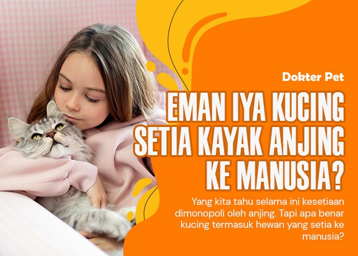 Sikap dingin kucing: Apakah kucing setia dan bisa menjadi sahabat sejati manusia layaknya anjing?