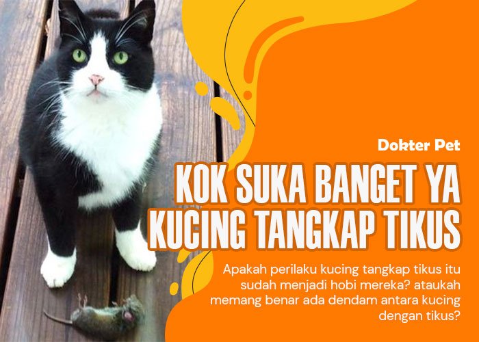 Yuk kulik sebab kenapa banyak kucing tangkap tikus di rumah!