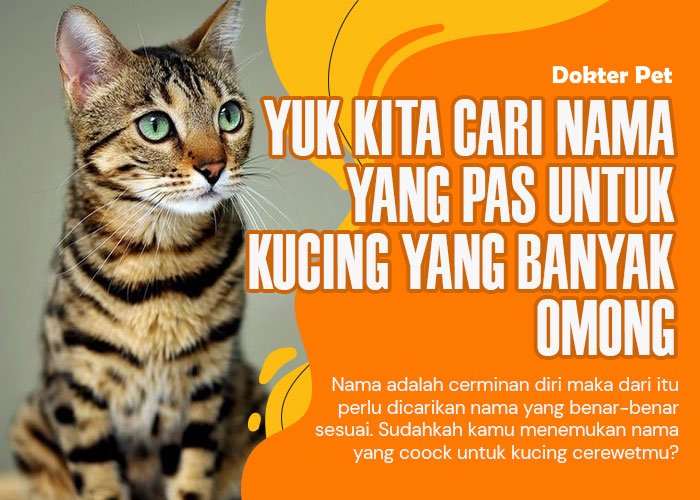 50 Nama kucing cerewet yang banyak omongnya. Mana yang jadi pilihanmu!?