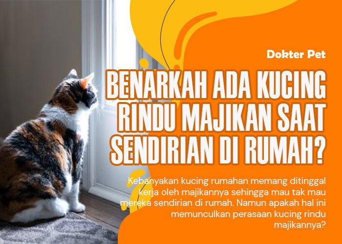 Kucing Rindu Majikan: Benarkah Ada Kecintaan yang Dalam di Antara Mereka?