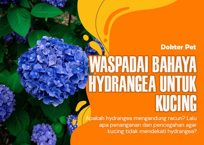 Hydrangea Beracun bagi Kucing: Pelajari Gejala dan Pencegahannya