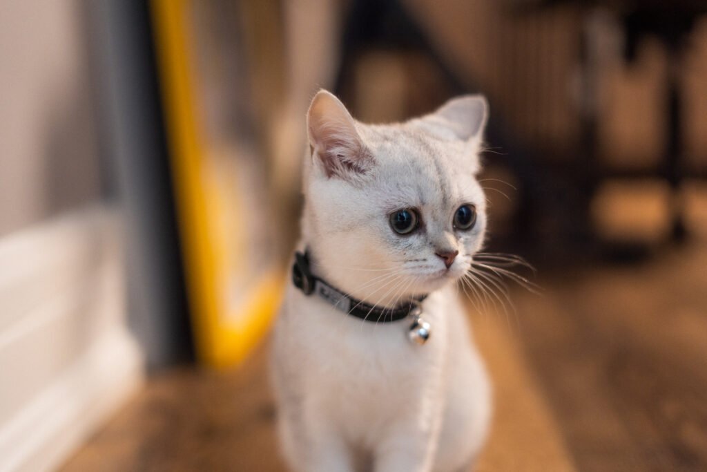 portrait adorable domestic white kitten floor with blurry background - Kucing Bawa Hewan Mati: Menuju Rumah Bebas dari 'Hadiah' Mengerikan dengan 3 Tips Ampuh!