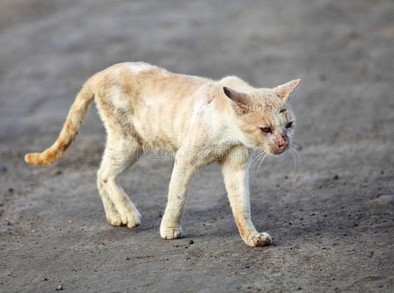 tanda kucing akan mati ia akan kehilangan berat badan