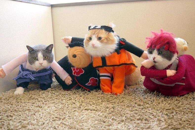 FOREIGN201603040939000212482992626 - Manusia Suka Kucing: 10 Alasan yang membuat Anda tergila-gila dengannya!