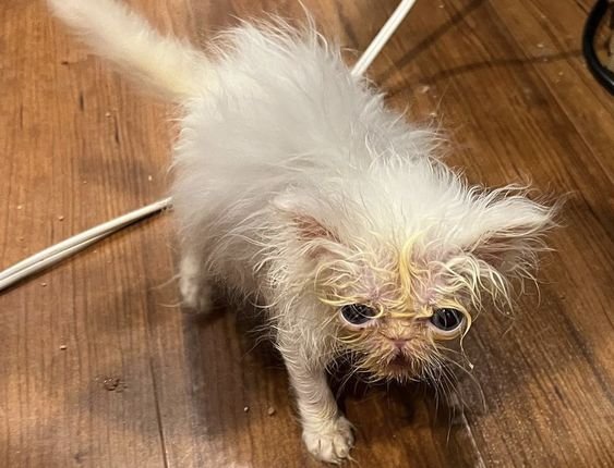 b934c8b03724c3d96ab109d795bb9dd8 - Kucing akan mati: Jangan abaikan tanda-tanda yang ia tunjukkan padamu