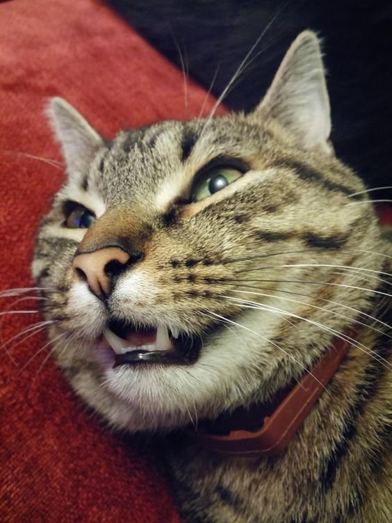 d21db64798f214552d9ff53b6c239260 - Kucing akan mati: Jangan abaikan tanda-tanda yang ia tunjukkan padamu