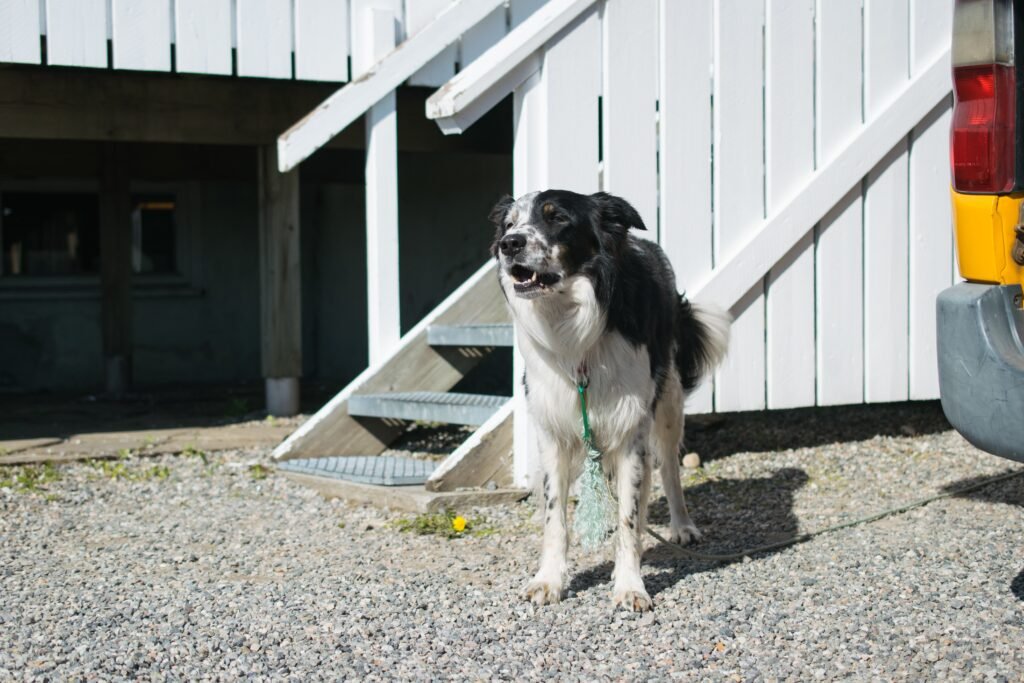 domestic black white dog standing front its kennel - Memelihara anjing ketimbang kucing: 6 Alasan kuat mengapa hal itu menjadi pilihan terbaik banyak orang