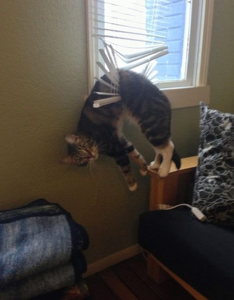tingkah laku kucing membuat manusia suka kucing