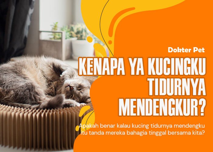 Kucing Tidur Mendengkur: Apakah Ini Pertanda Bahwa Mereka Bahagia?