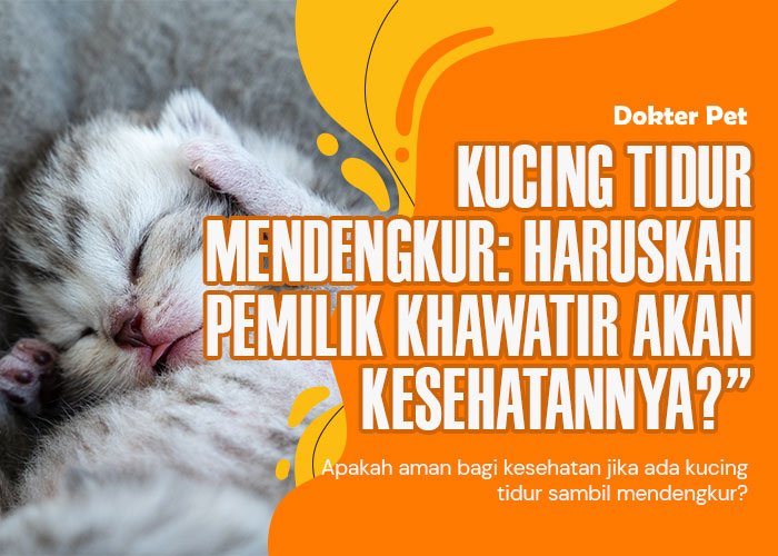 Kucing Tidur Mendengkur: Haruskah Pemilik Khawatir akan kesehatannya?”