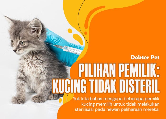 Kucing tidak disteril: Memahami dibalik keputusan sang majikan terhadap hewan kesayangannya