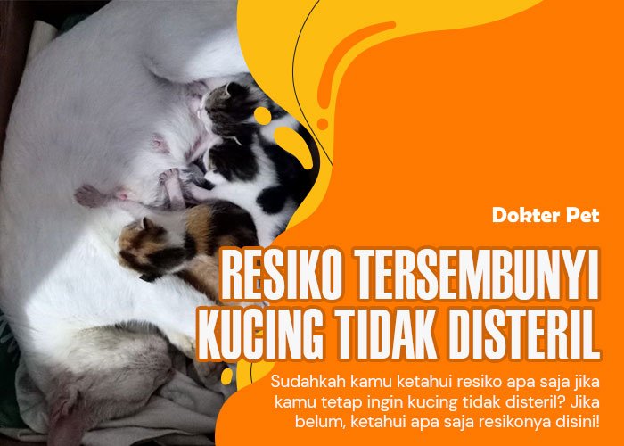 Hindari masalah di masa depan: Inilah resiko kucing tidak disteril yang perlu kamu tahu