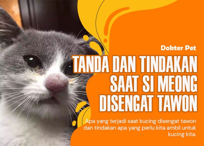 Kucing Disengat Tawon: Tanda yang tampak serta tindakan yang perlu diambil untuk si meong!