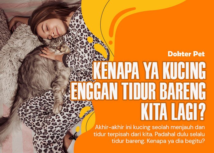 Kucing tidur terpisah: Mengapa kucing tak lagi mau tidur dekat kita dan bagaimana agar kembali tidur bareng?”