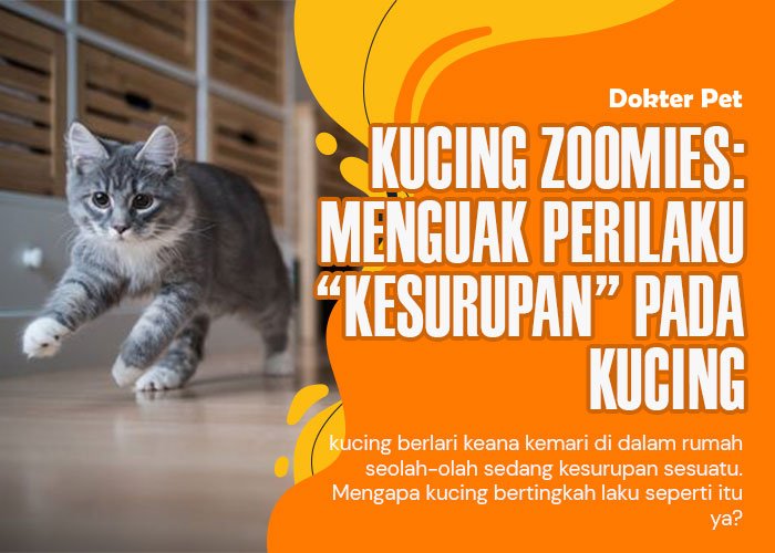 Kucing zoomies: Penyebab serta penanganan pada kucing yang “kesurupan”