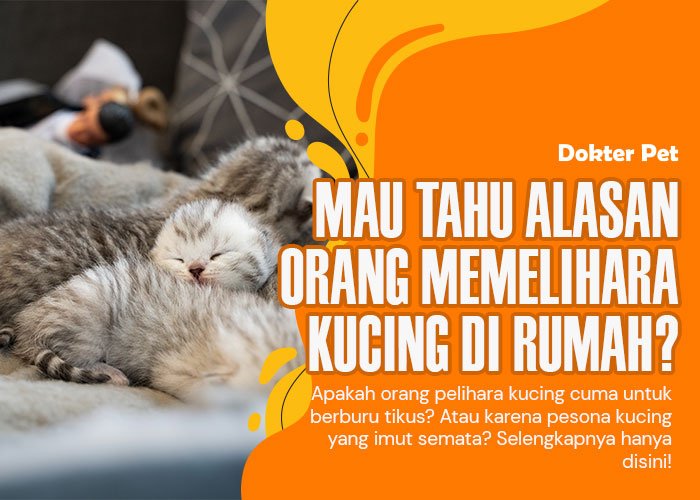 Orang Memelihara Kucing: 9 Alasan mengapa kucing hewan peliharaan ideal di rumah