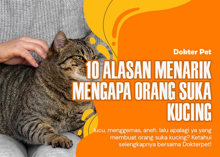 Manusia Suka Kucing: 10 Alasan  yang membuat Anda tergila-gila dengannya!