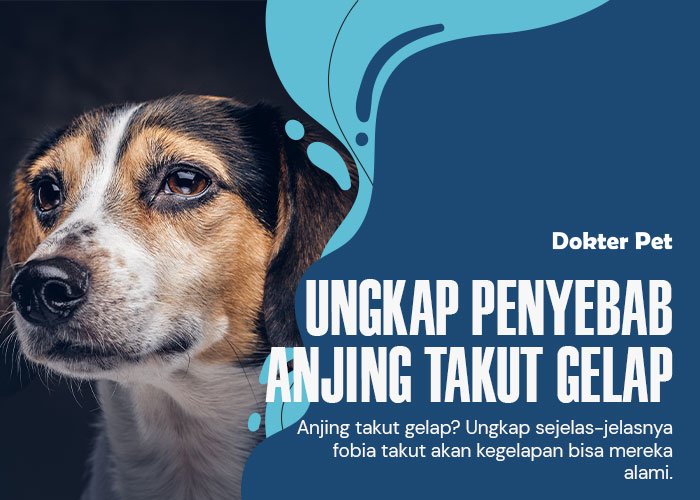 Anjing Takut Gelap: Ungkap penyebab dibalik fobia yang ia rasakan