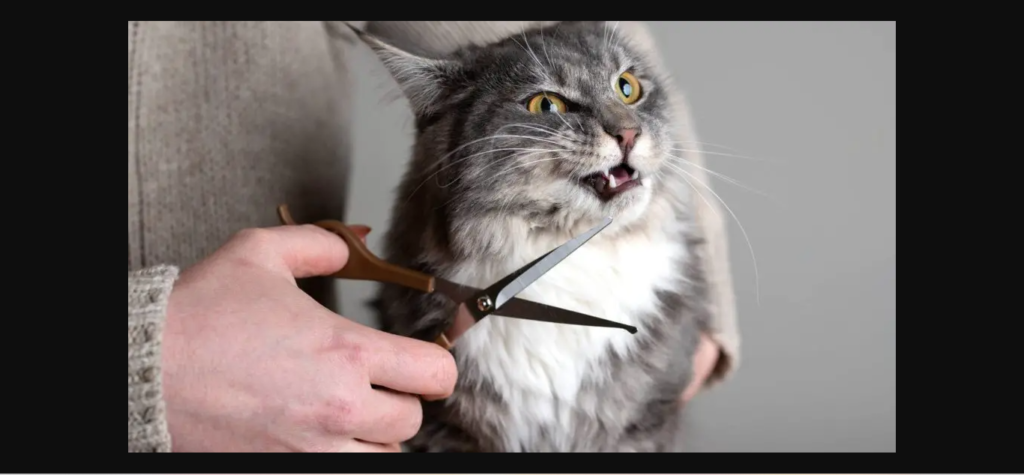 kucing dan gunting 1 - Potong kumis kucing: Sebab dilakukan dan dampak yang mungkin terjadi
