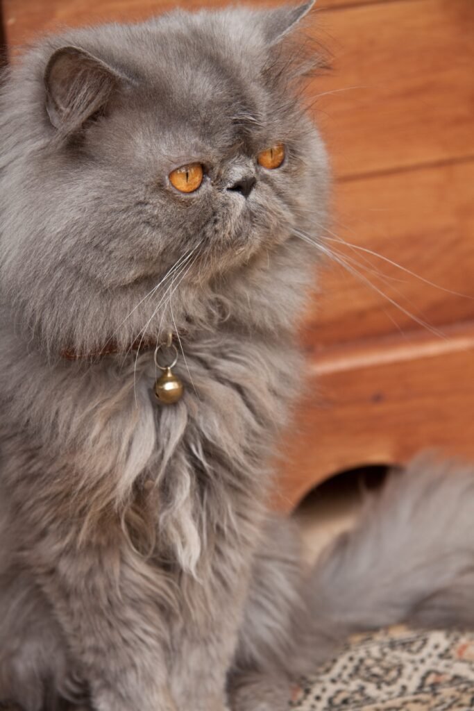vertical closeup shot cute persian cat sitting wooden floor - Kucing Tidur Mendengkur: Apakah Ini Pertanda Bahwa Mereka Bahagia?