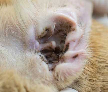 1662573858665 - Tungau telinga kucing: Pahami penyebab, gejala, serta penanganannya