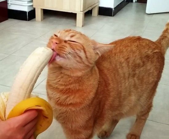 kucing makan buah pisang