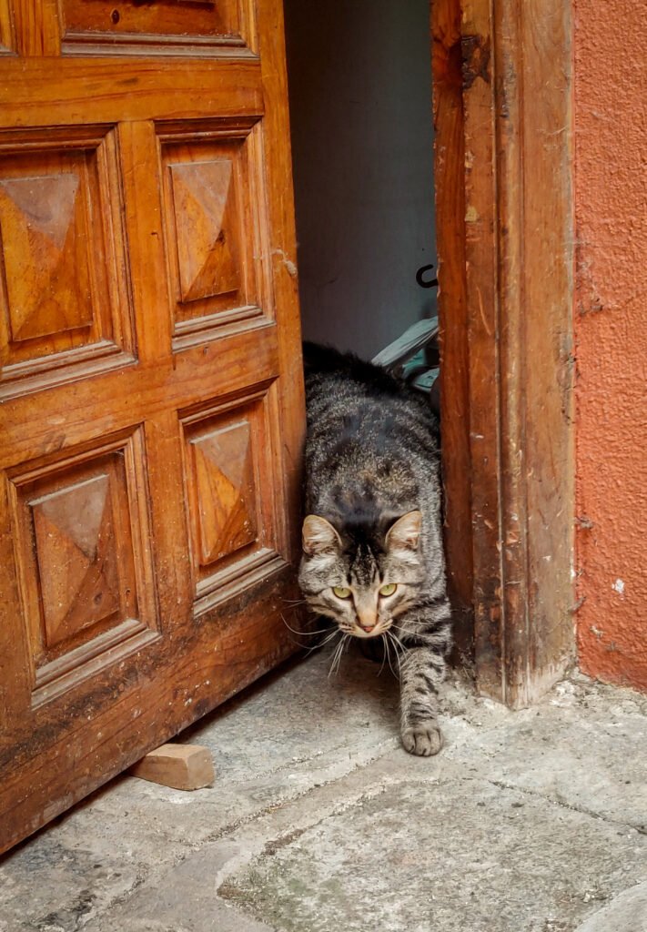 adorable colourful cat coming out house - Kucing menjerit saat kawin: Ungkap apa yang sebenarnya terjadi