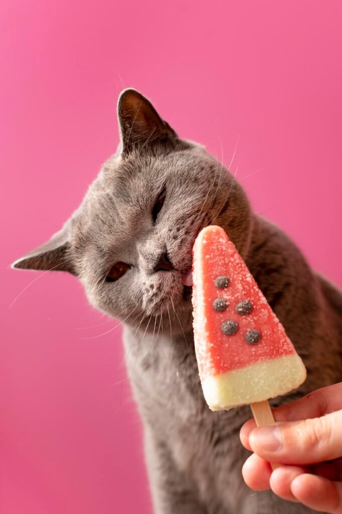 beautiful cat portrait close up 1 - Kucing makan buah: Amankah hal itu untuknya?