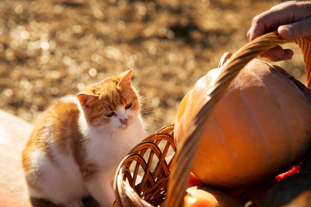cat farm is interested basket vegetables - Kucing makan buah: Amankah hal itu untuknya?
