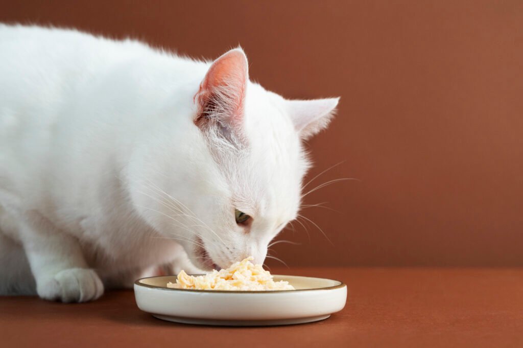kucing tidak menghabiskan makanan karena lebih suka makan jajanan