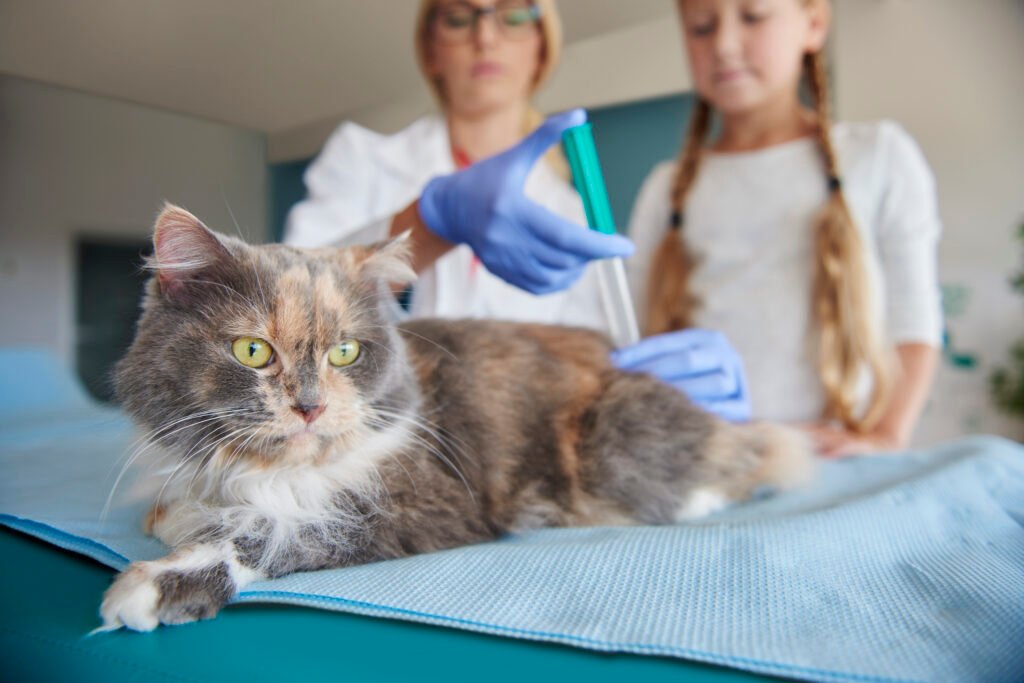 suntik mati kucing menggunakan cairan euthanasia