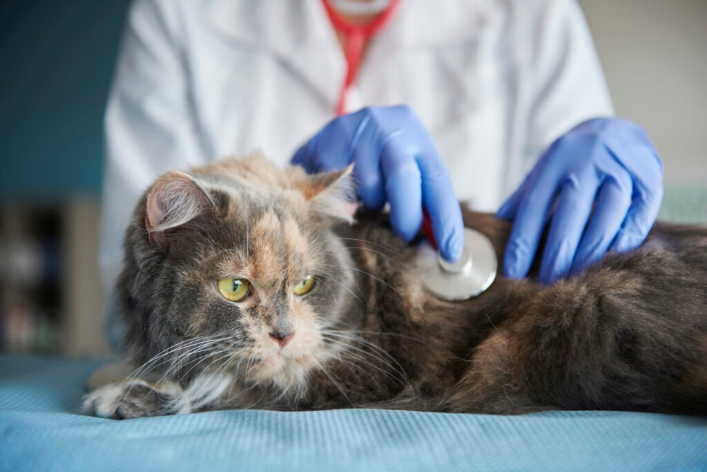 doctor testing animal with stethoscope 1 - Kucing menjerit saat kawin: Ungkap apa yang sebenarnya terjadi