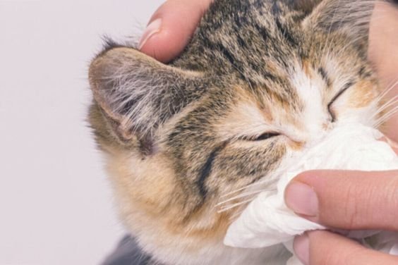 membersihkan hidung tersumbat pada kucing
