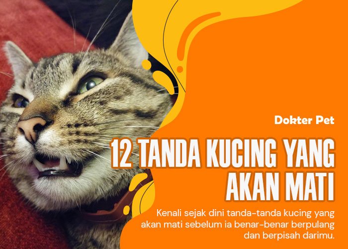 Kucing akan mati: Jangan abaikan tanda-tanda yang ia tunjukkan padamu