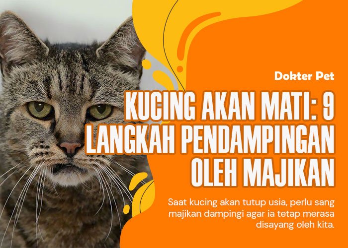 Kucing akan mati: 9 Langkah pendampingan oleh majikan untuk peliharaan tercinta