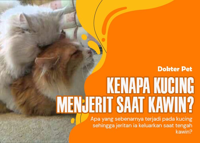 Kucing menjerit saat kawin: Ungkap apa yang sebenarnya terjadi