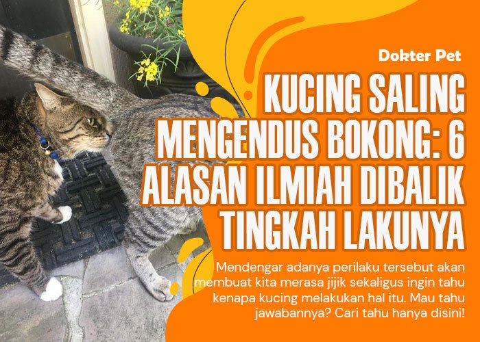 Kucing saling mengendus bokong: Mengapa mereka melakukan hal ini?