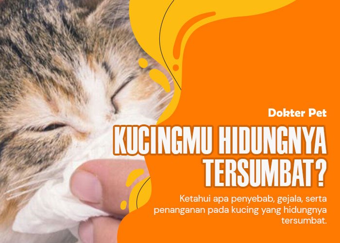 Hidung Tersumbat pada Kucing: Penyebab, Gejala, dan Pengobatan yang Efektif