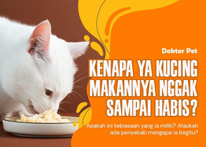 Mengapa kucing tidak menghabiskan makanannya? Temukan penjelasannya disini!