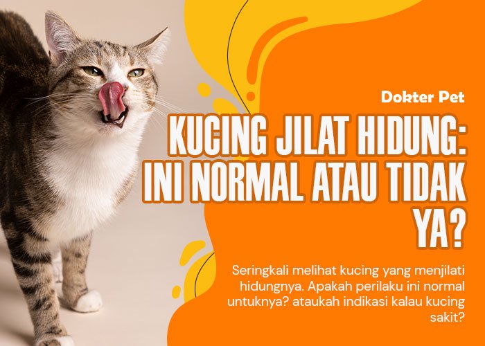 Kucing menjilat hidungnya: Apakah ini normal atau menjadi tanda kalau ia sedang sakit?