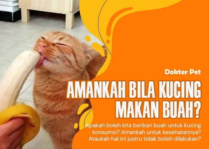 Kucing makan buah: Amankah hal itu untuknya?