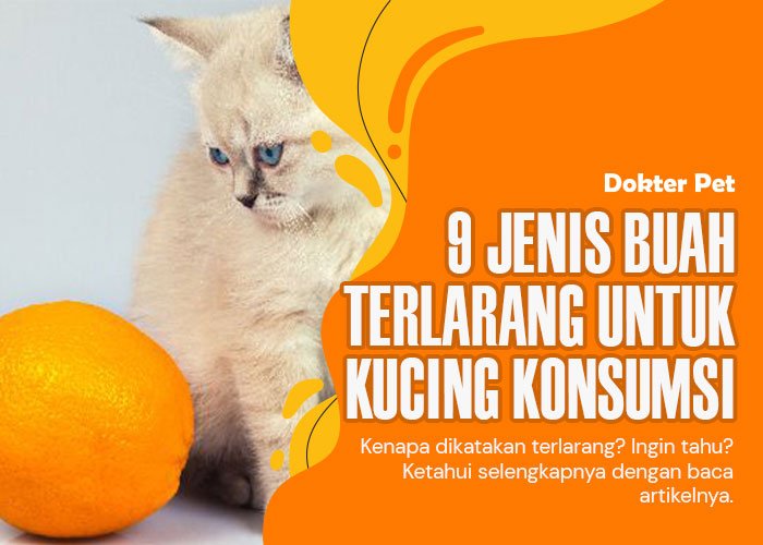 Buah terlarang untuk kucing: 9 Jenis buah yang harus dihindari pemilik kucing