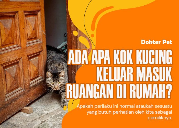 Bolak balik kucing keluar masuk ruangan. Ada apa dengannya ya?