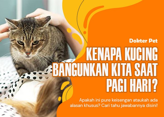 Mengapa suka sekali kucing membangunkan kita saat pagi hari?