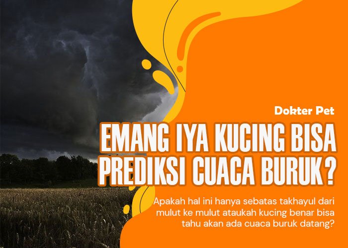 Bisakah kucing prediksi cuaca buruk akan terjadi?