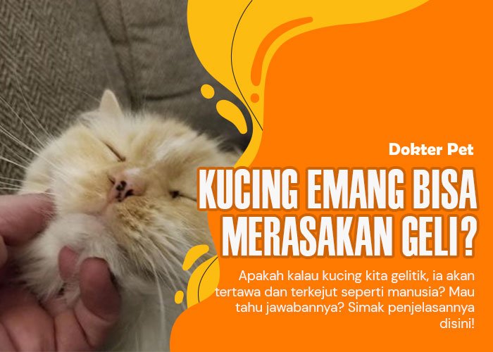 Bisakah kucing merasakan geli seperti manusia?