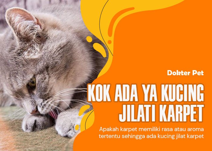 Fenomena kucing jilat karpet: Apakah ini normal?