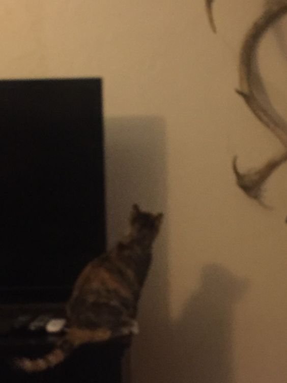 Memang benar kucing bisa melihat hantu